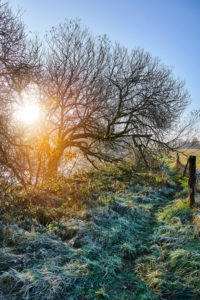 Germany, Lower Saxony, Lüneburg Heath, Lüneburg, Düvelsbrook, Teufelsmoor, Uferweg, river, Ilmenau, fog, morning mood, back light Germany, Lower Saxony, Lüneburg Heath, Lüneburg, Düvelsbrook, Teufelsmoor, Uferweg, river, Ilmenau, fog, morning mood, back light